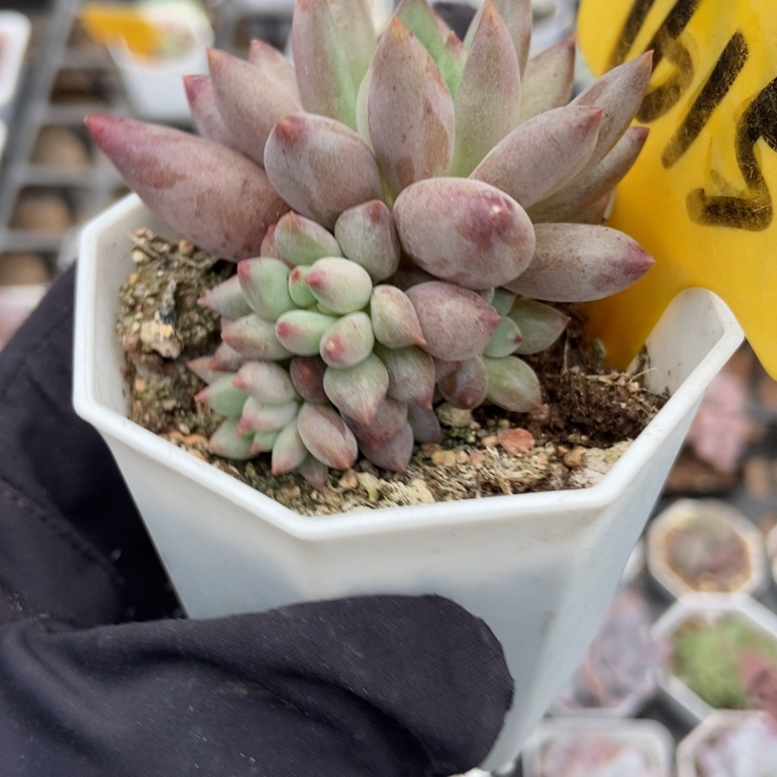 1615虞美人多肉植物
