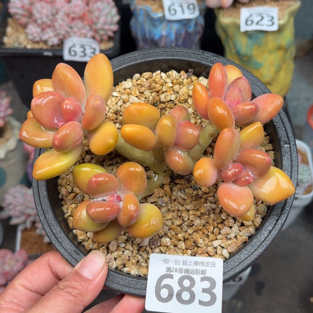 芒果KK奶无盆土发货