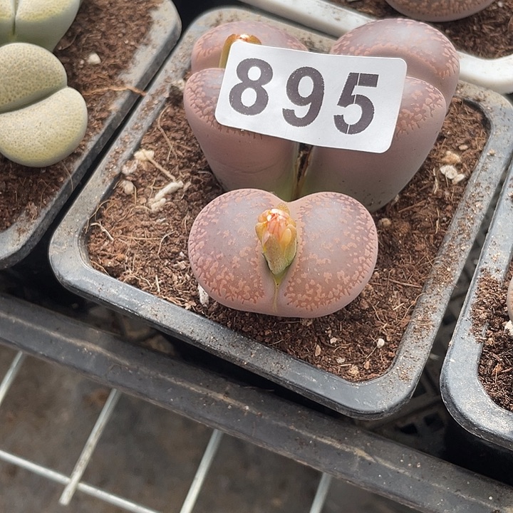 邬**酱生石花一颗895脱土发货