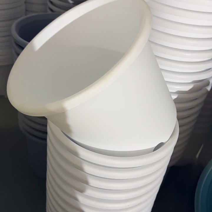 四季6号纯白无托7个特价微瑕