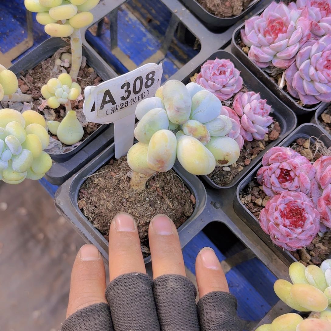 A308油煎完N子一物一拍