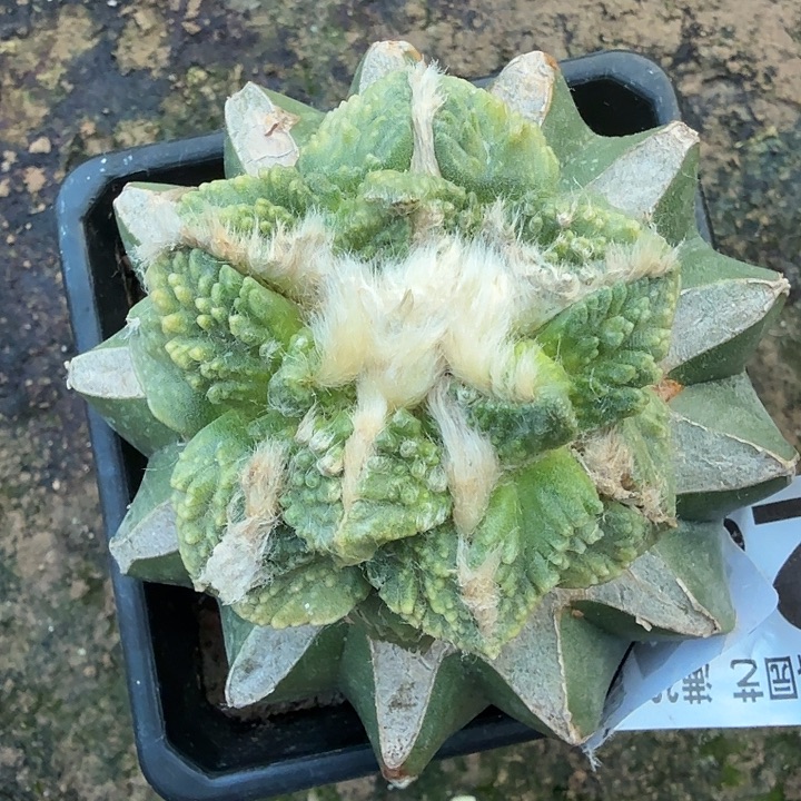 爱***莉无花朵287哥龟牡丹锦东八