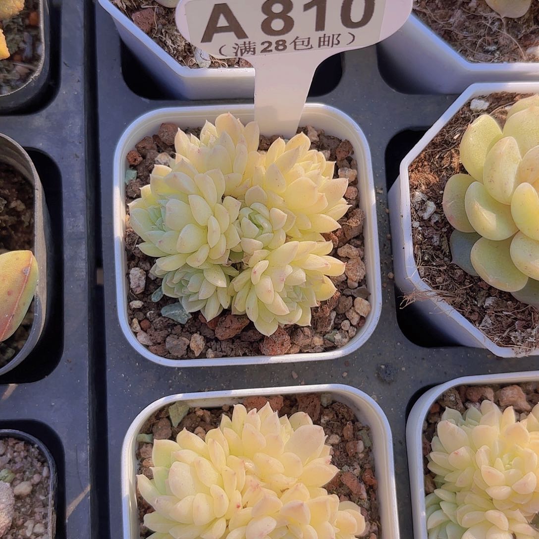 A810雪绒花一物一拍