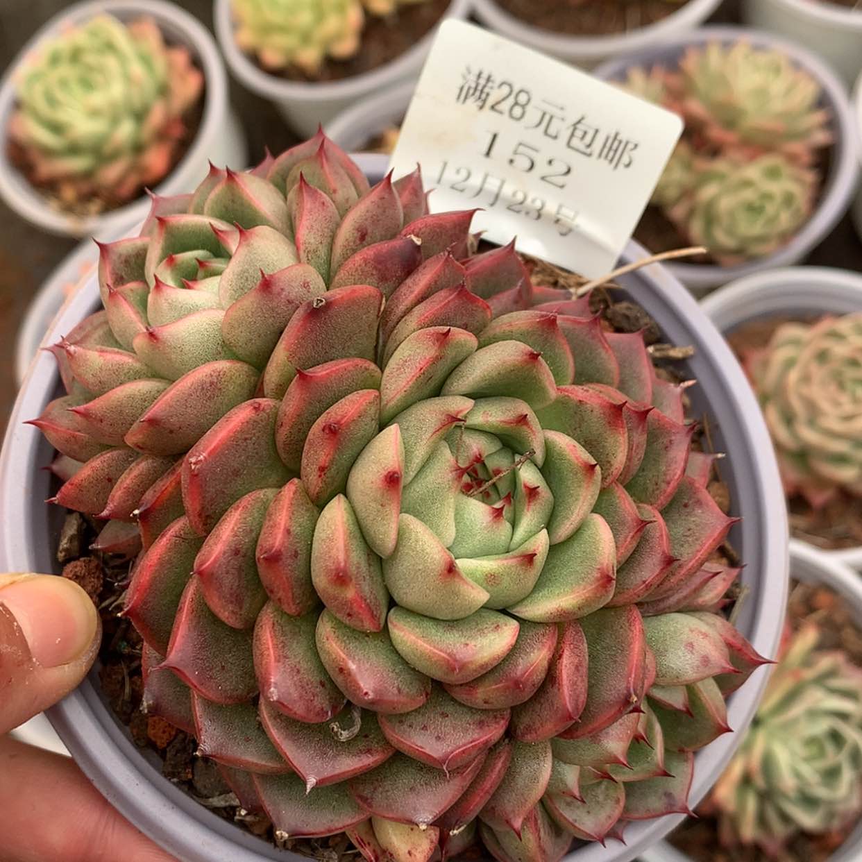 【闪购商品】云152