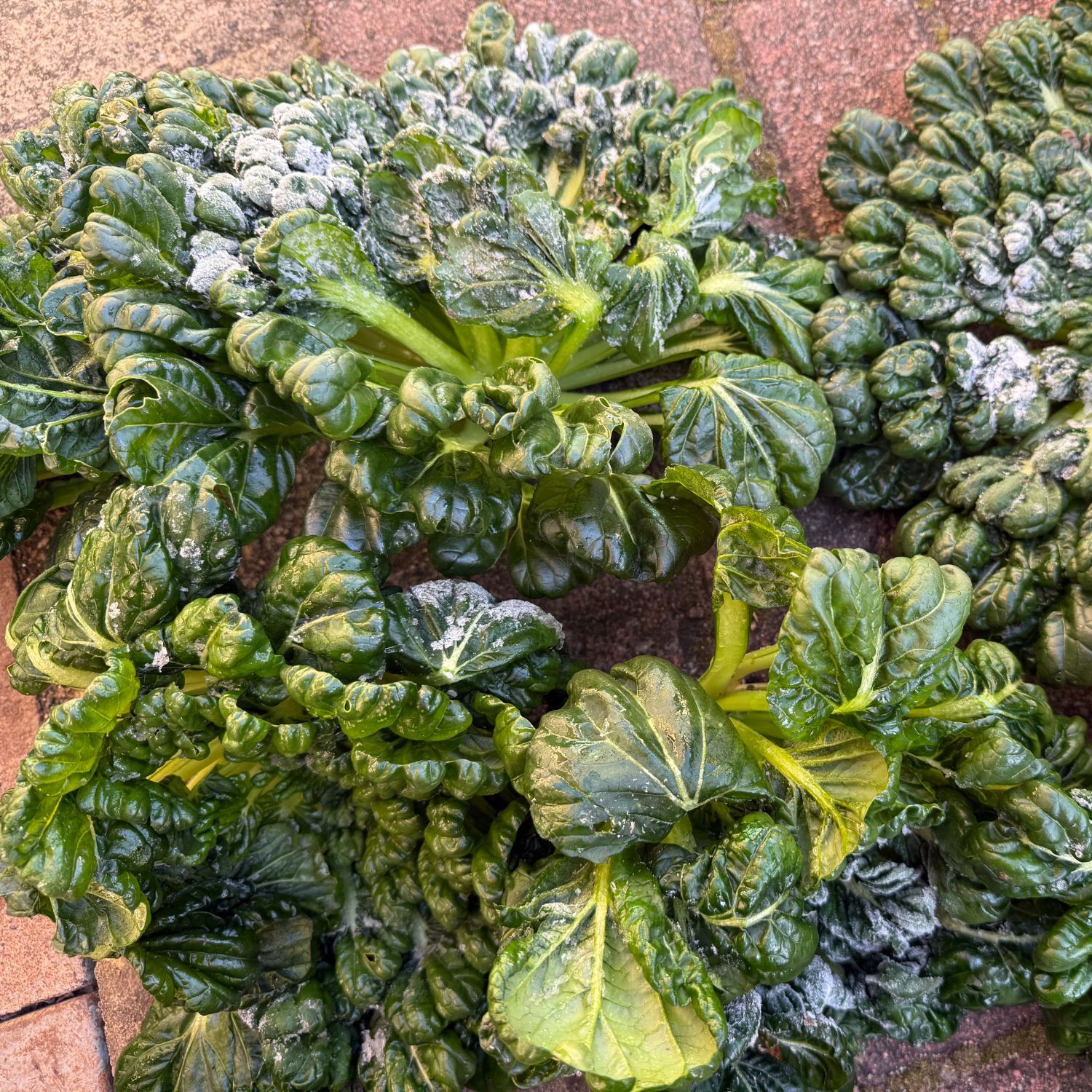 【兵支书助农】农家乌塔菜京东包邮