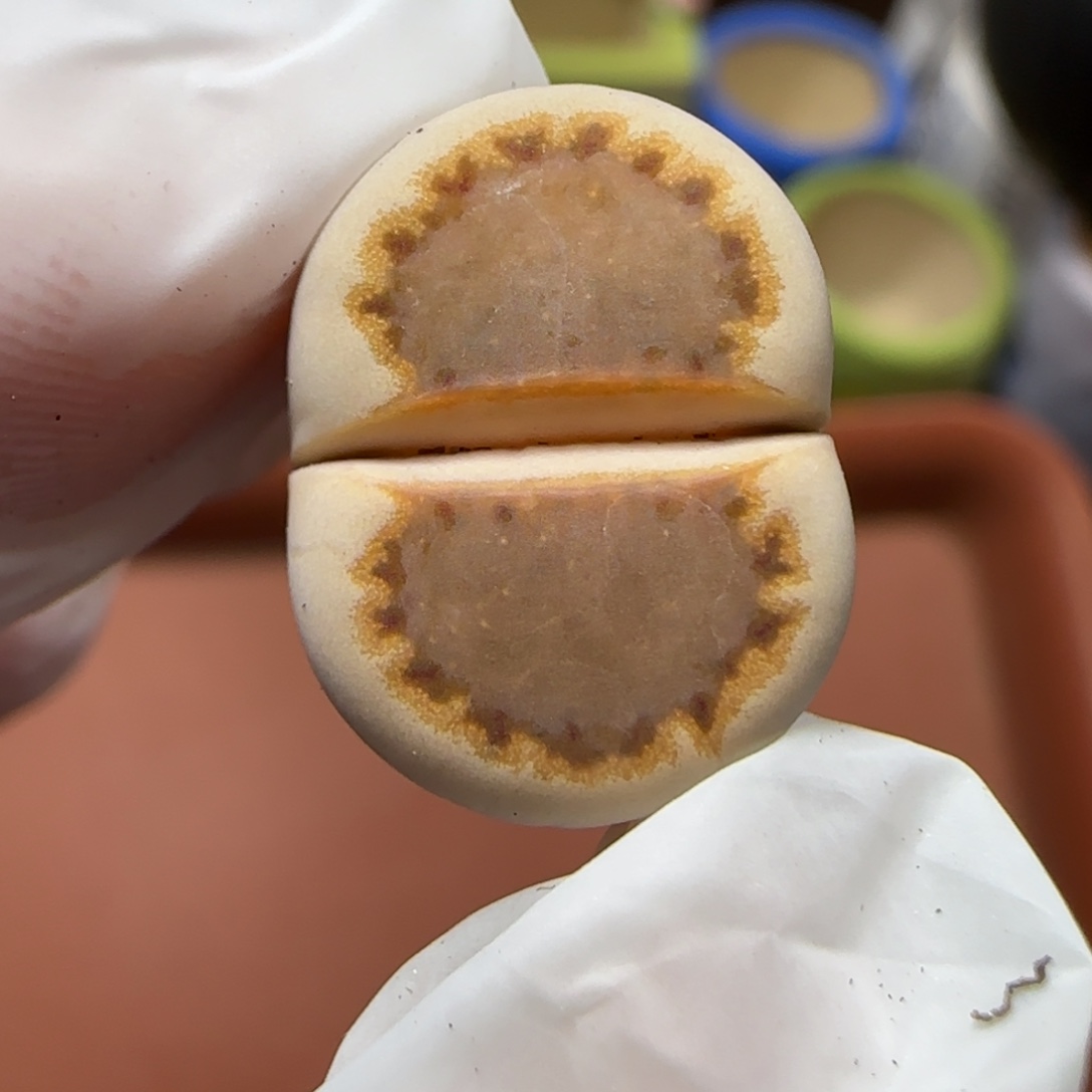 12.25.c24饼干.9007圣诞福利