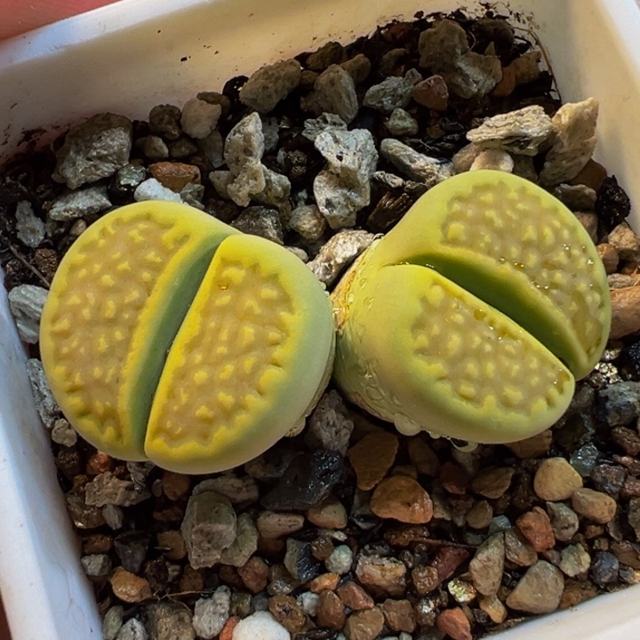 175多肉植物种类多样