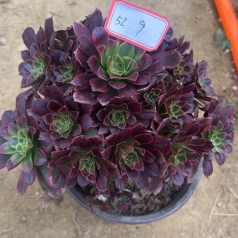 多肉植物安娜52号