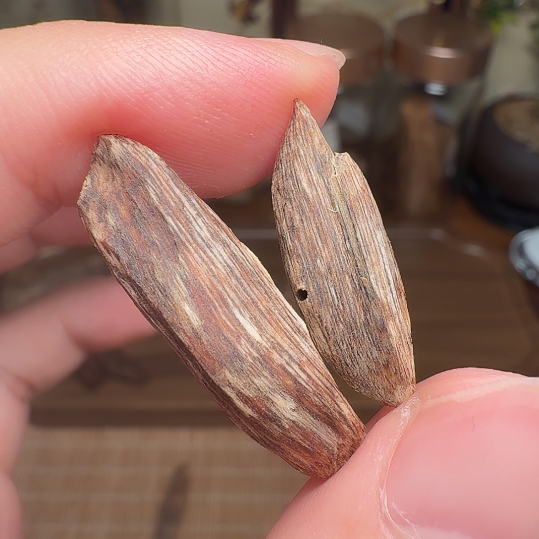 沉香香港大屿山棋韵瓜子