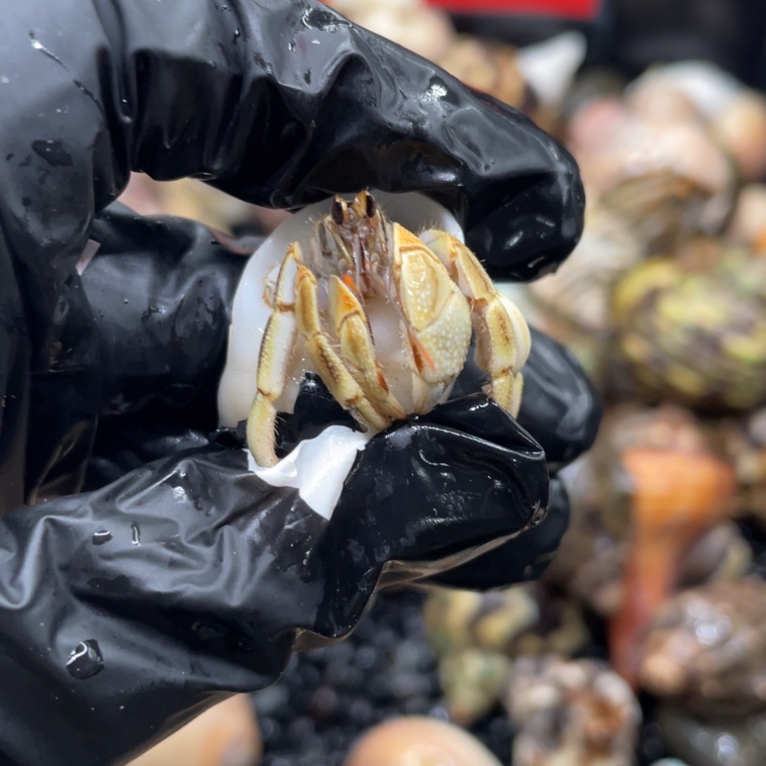 不退不换谢谢支持36