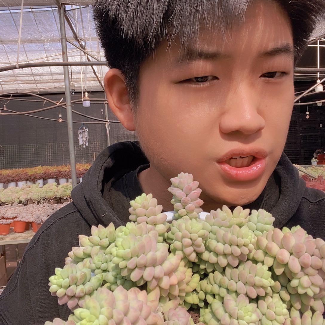 超大彩虹玉坠带盆土特价