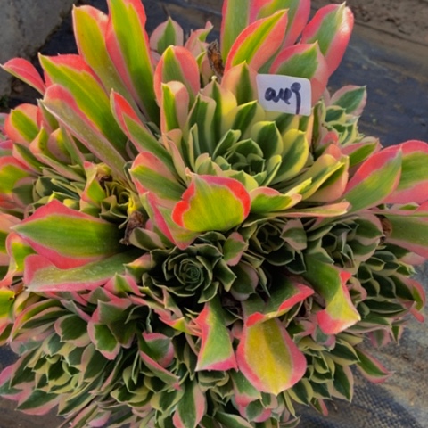 白凤多肉植物一物一拍49多肉