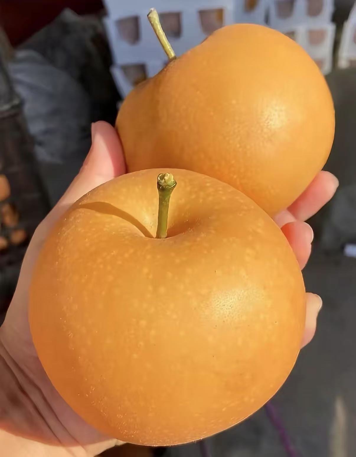 正宗砀山秋月梨新鲜多汁肉厚爽口清脆甜多汁高颜值秋月