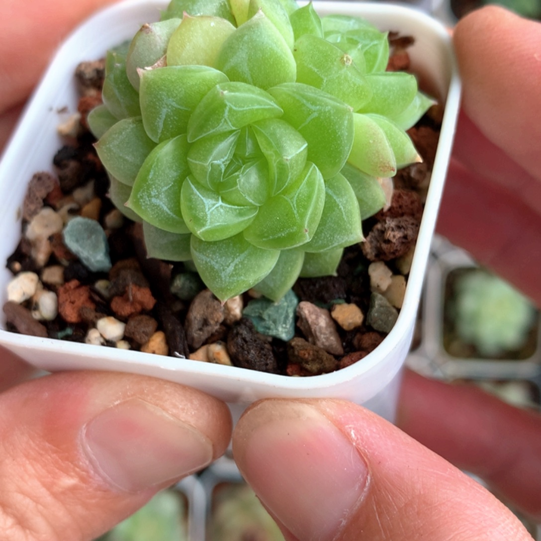 3头。   ZT-01。      12号