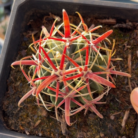 墨西哥丸叶（日出精致型）