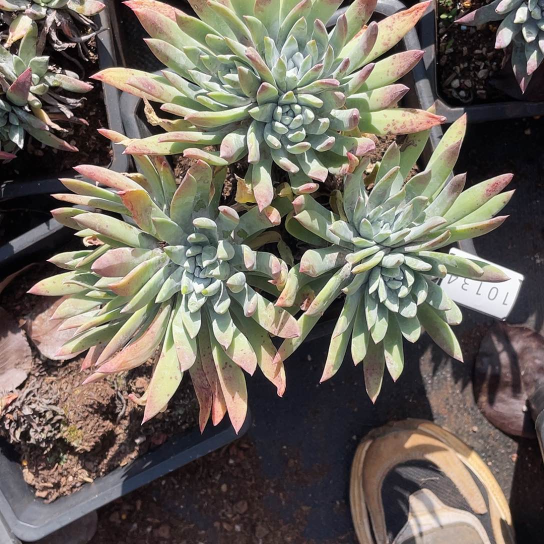 ✎****?仙女杯多头老桩10134