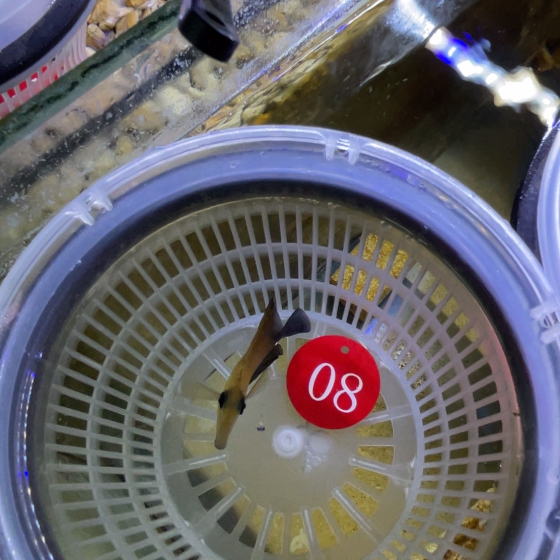 海水鱼三角一条顺丰包邮