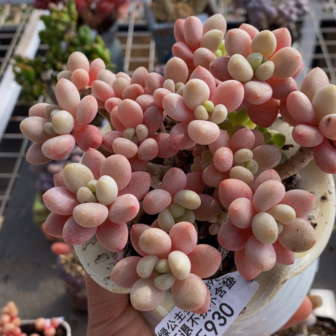 鱼子酱930/10c m多肉