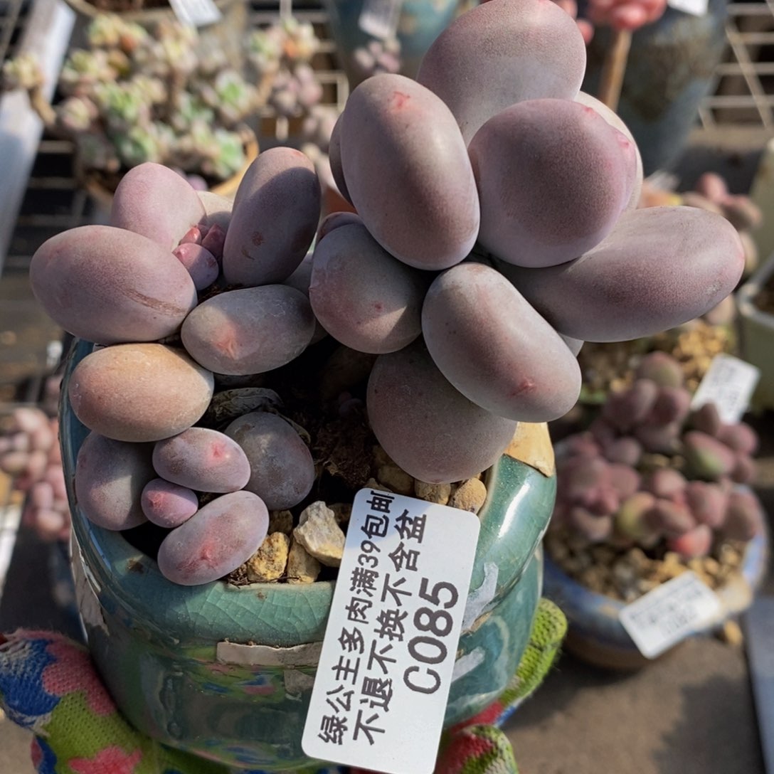 大叶奶酪085/8c m