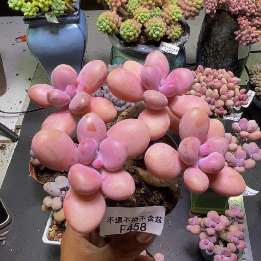 L***m糖果桃蛋458/9cm多肉