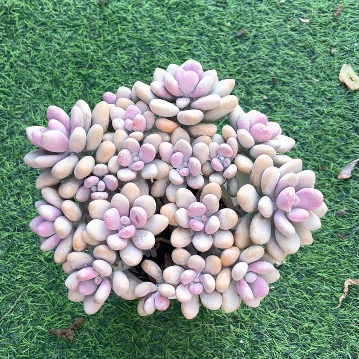 多肉植物桃蛋桃蛋