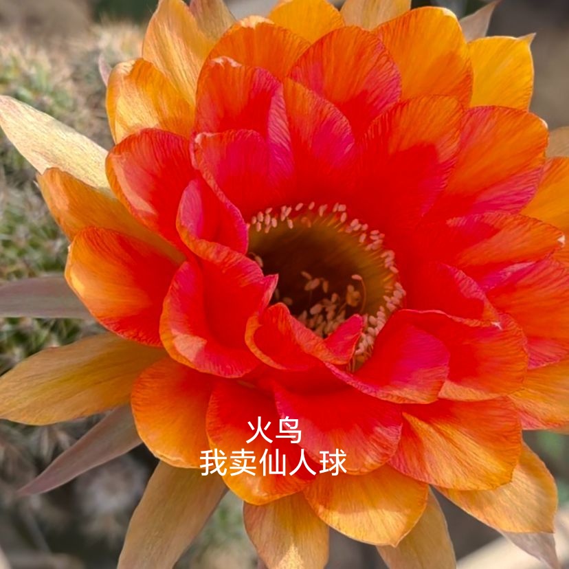 彩草火鸟侧芽歪  满28包邮非偏远