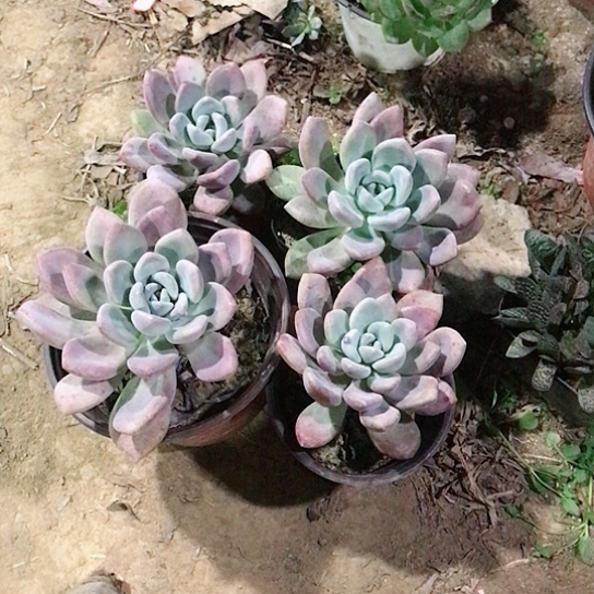 奥普琳娜四盆多肉植物