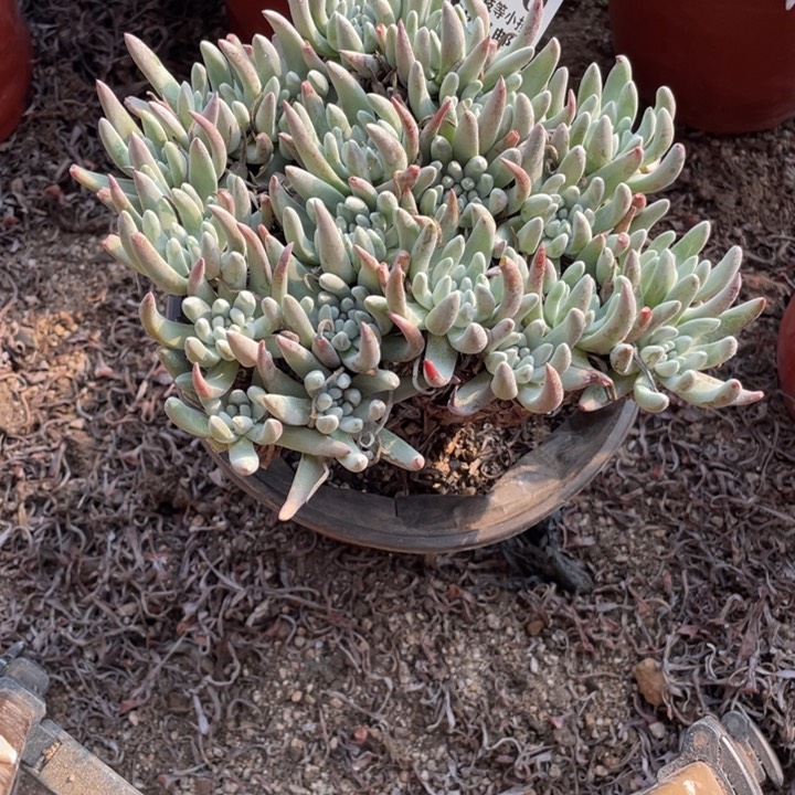 796号雪花多肉植物