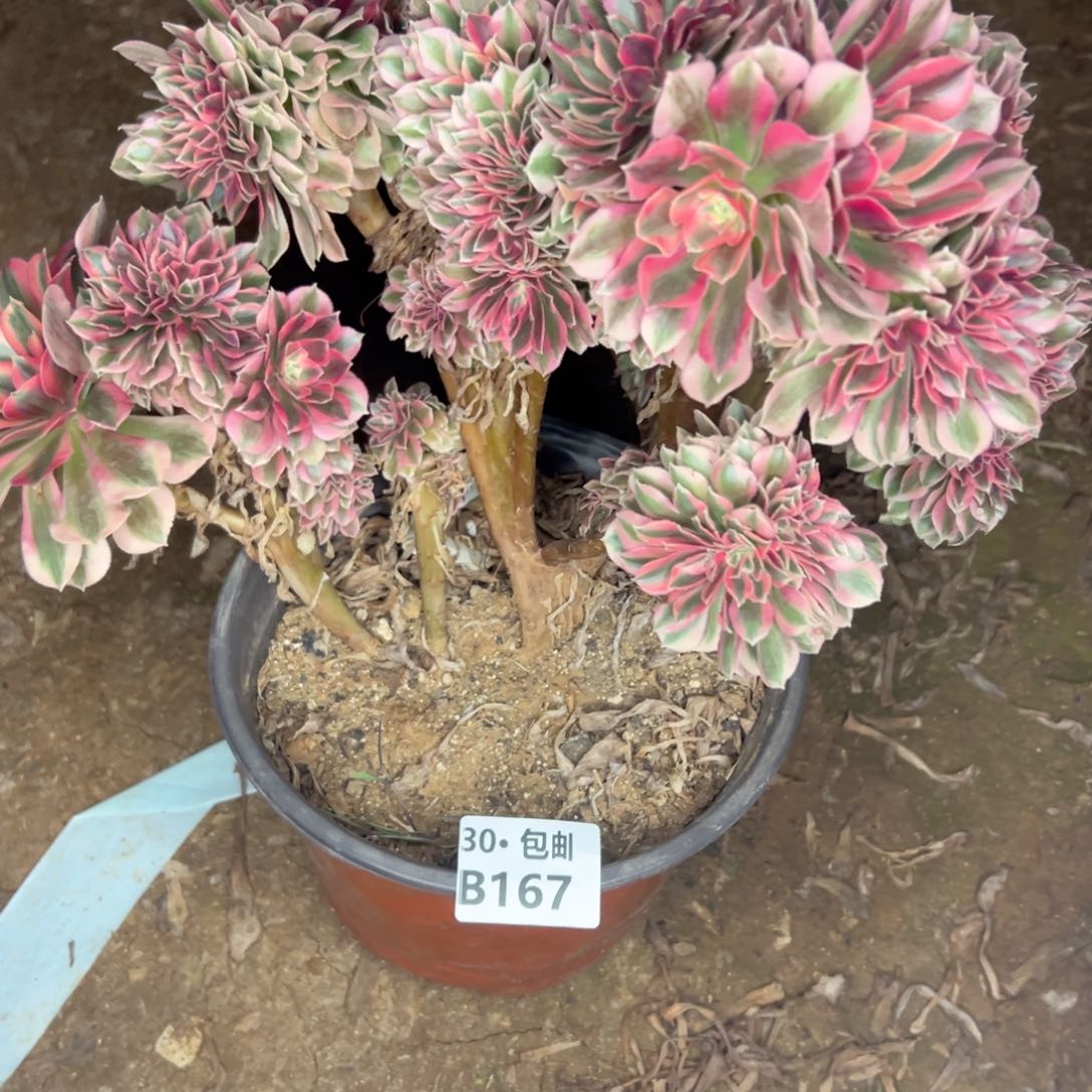 167女巫缀多肉不包断枝