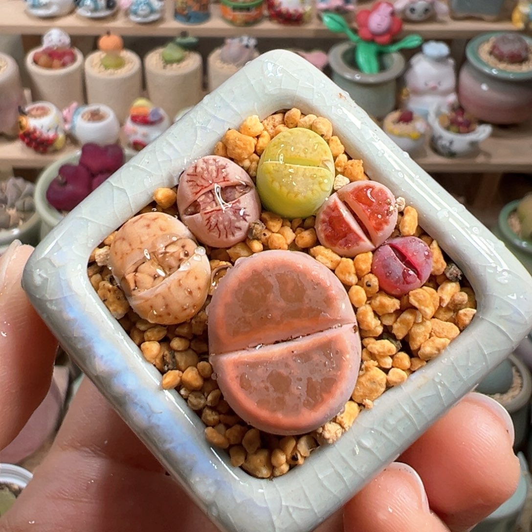 多肉植物11号小脚丫