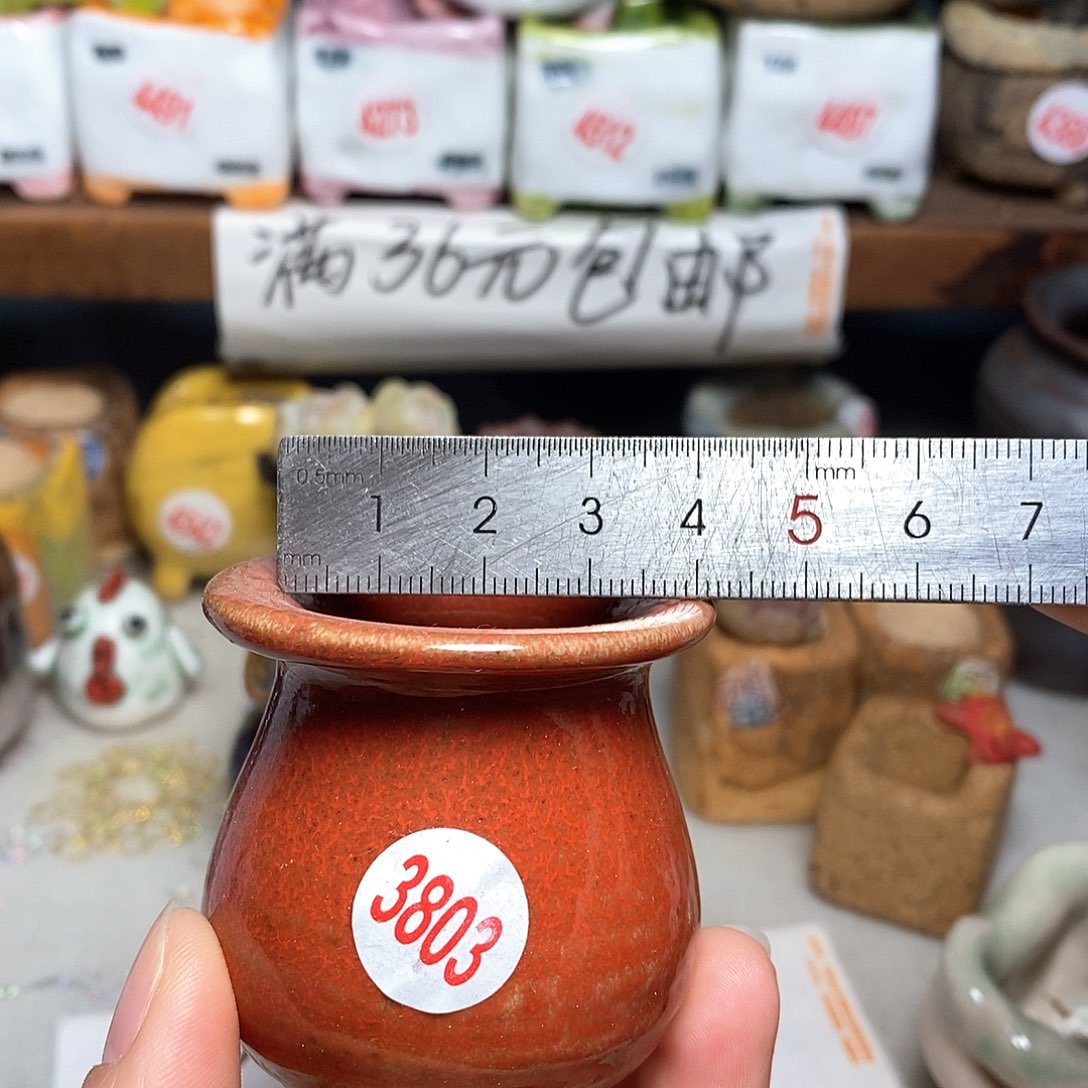 红陶拍5送一个小