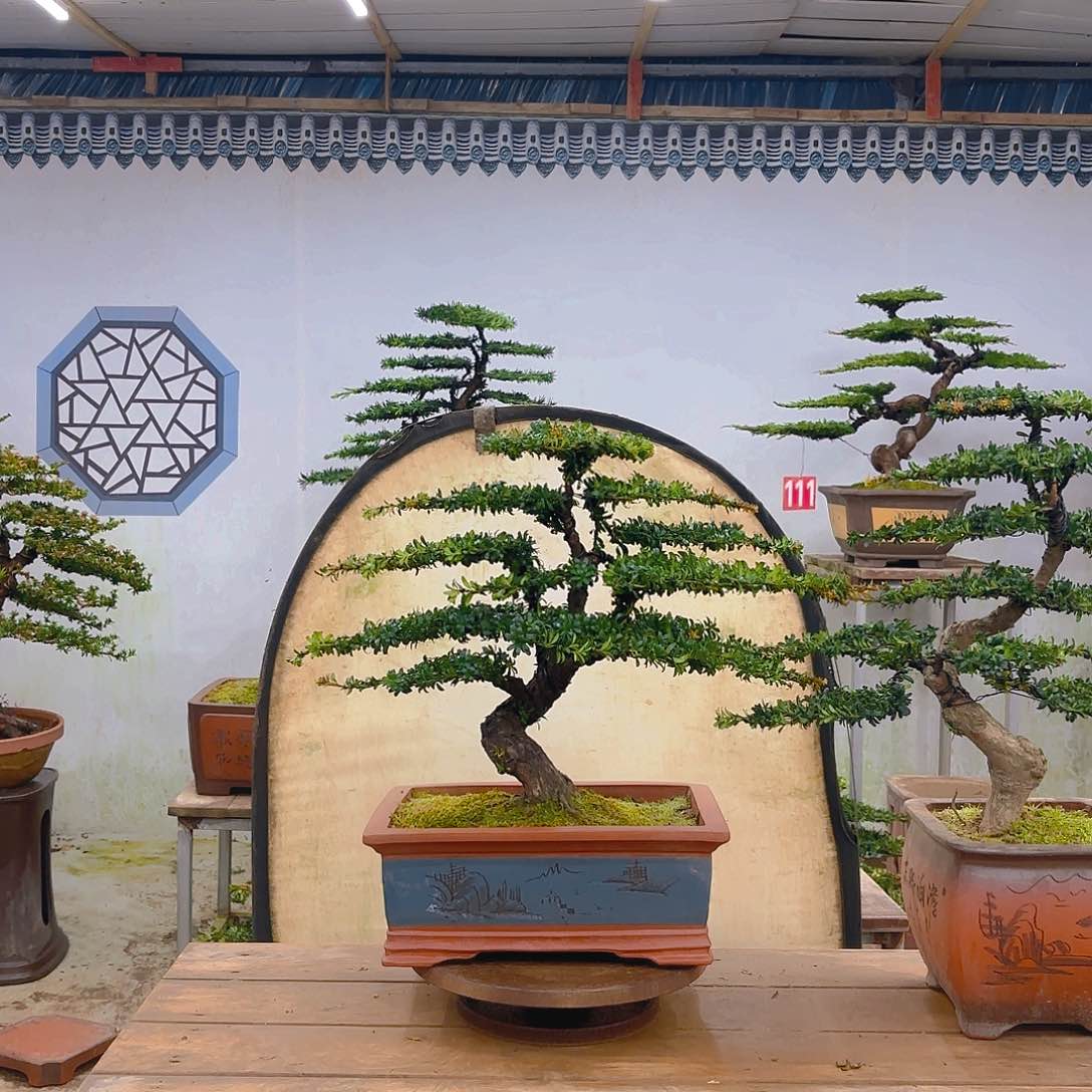 木红芽罗汉松带盆