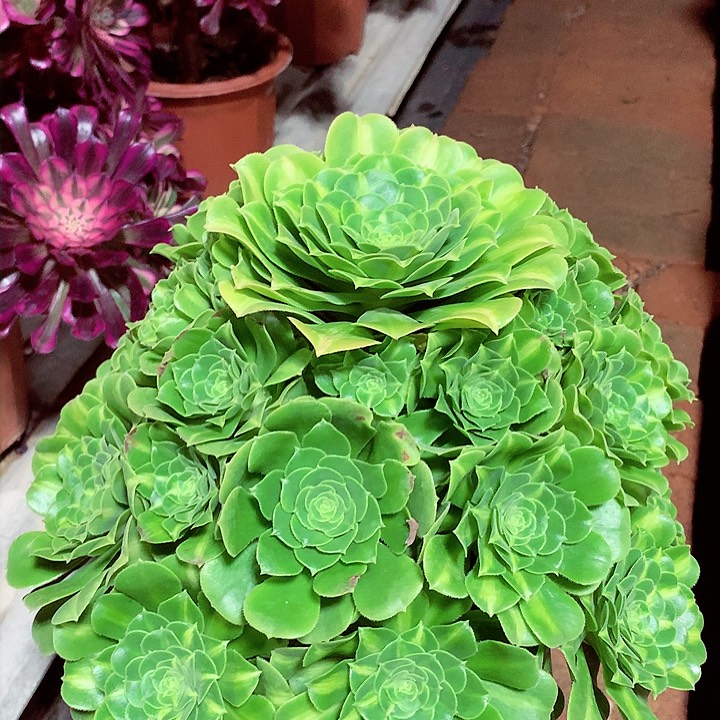 琉璃捧花，多肉植物