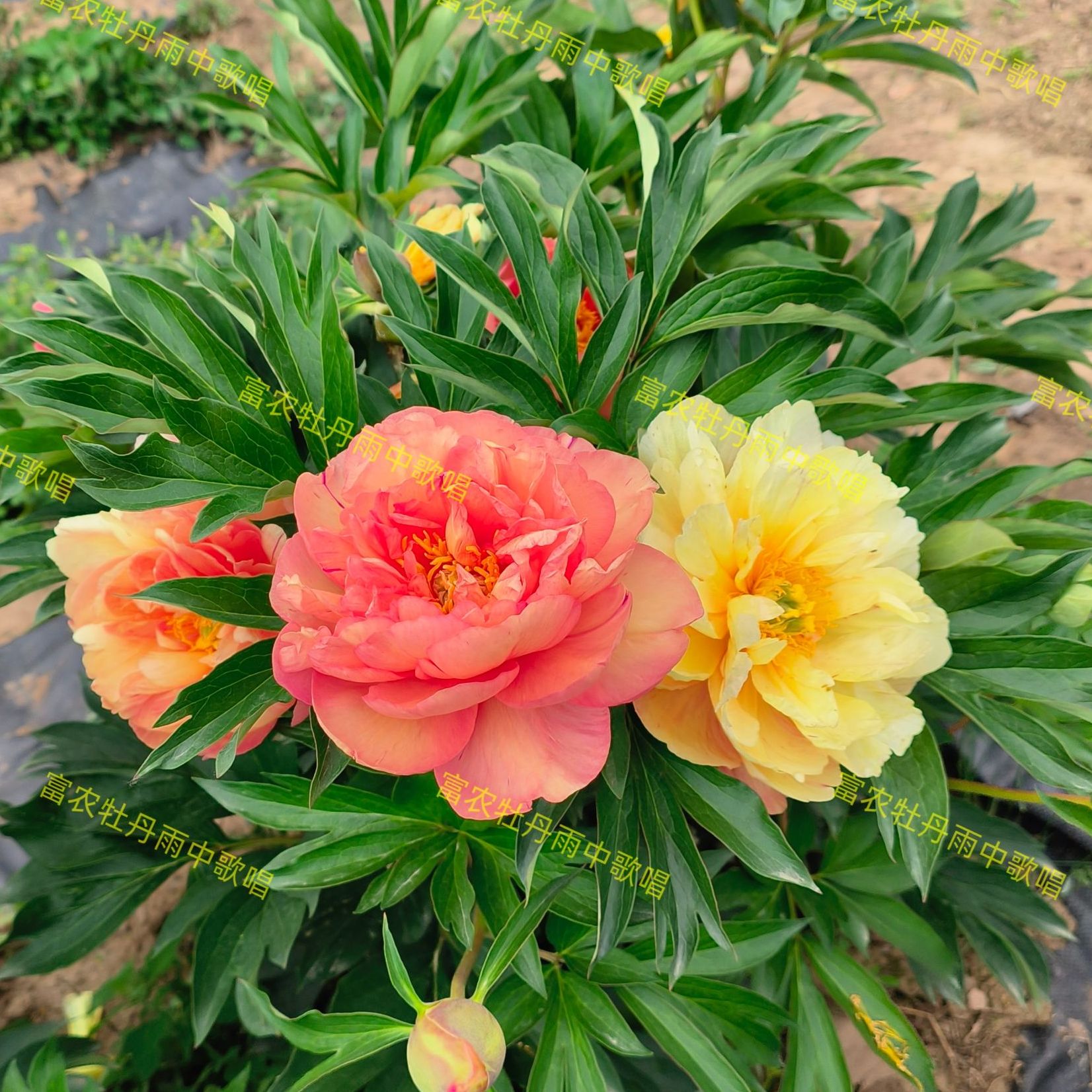 伊藤系列芍药苗雨中歌唱花卉