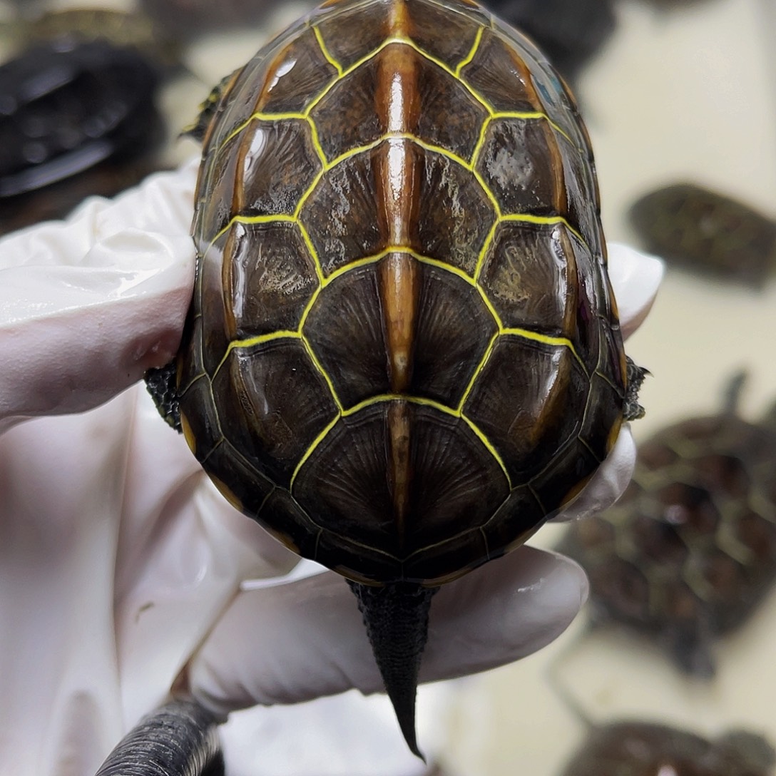 中华草龟母1237899