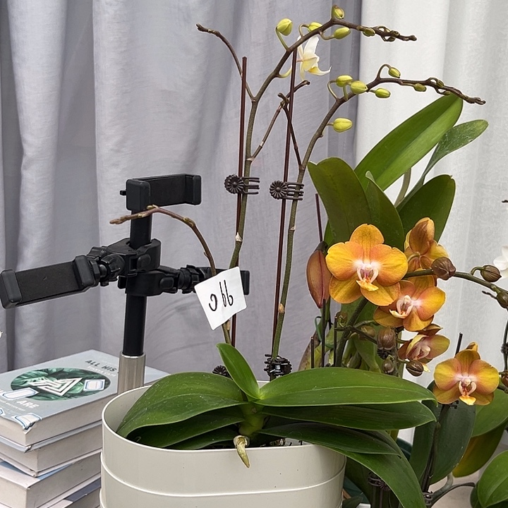 大部分花苞少量开放066