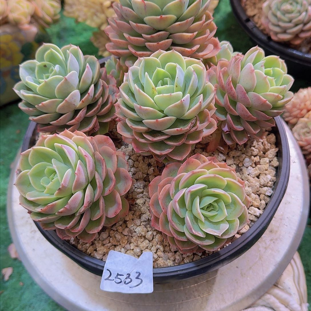 明***好2533哈密瓜多肉