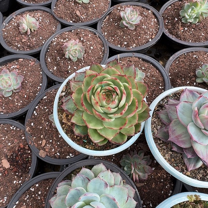 惊鸿多肉植物专拍