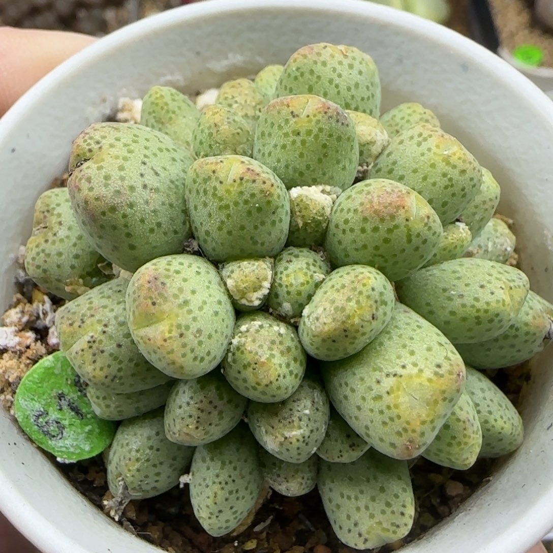 蟠桃斑马群54头多肉