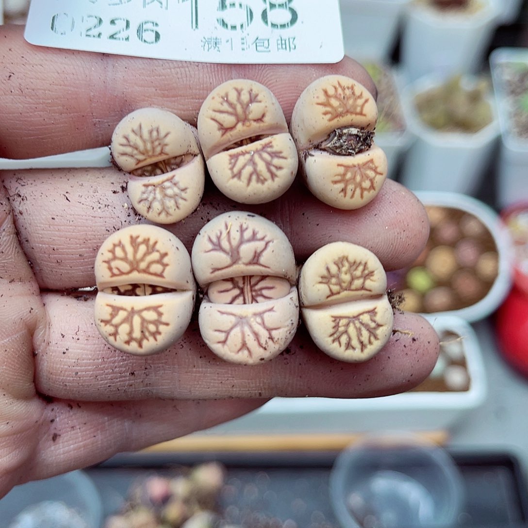 郎哥多肉生石花26-158