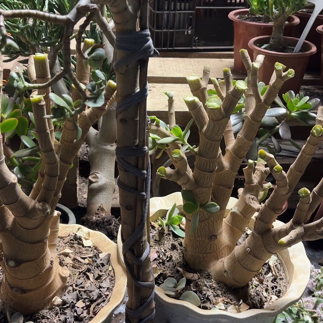 彩***淋3658姬红花月不售后