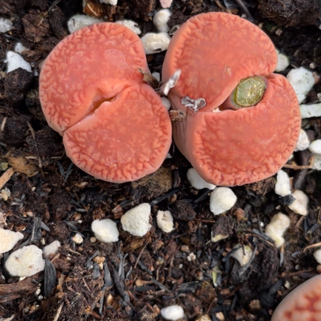 非偏远满20包邮586