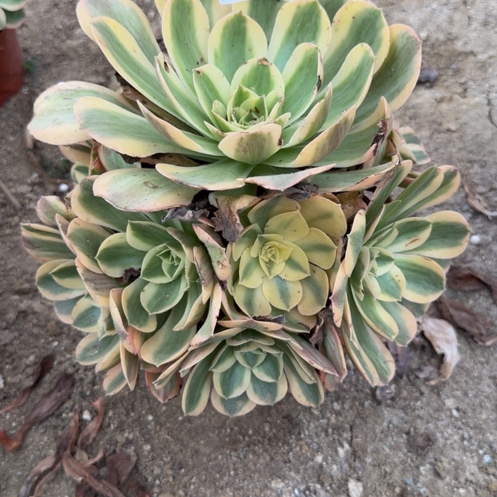 261香炉盘锦多肉植物