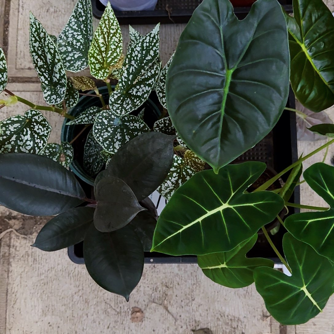 完全开放套餐七一组