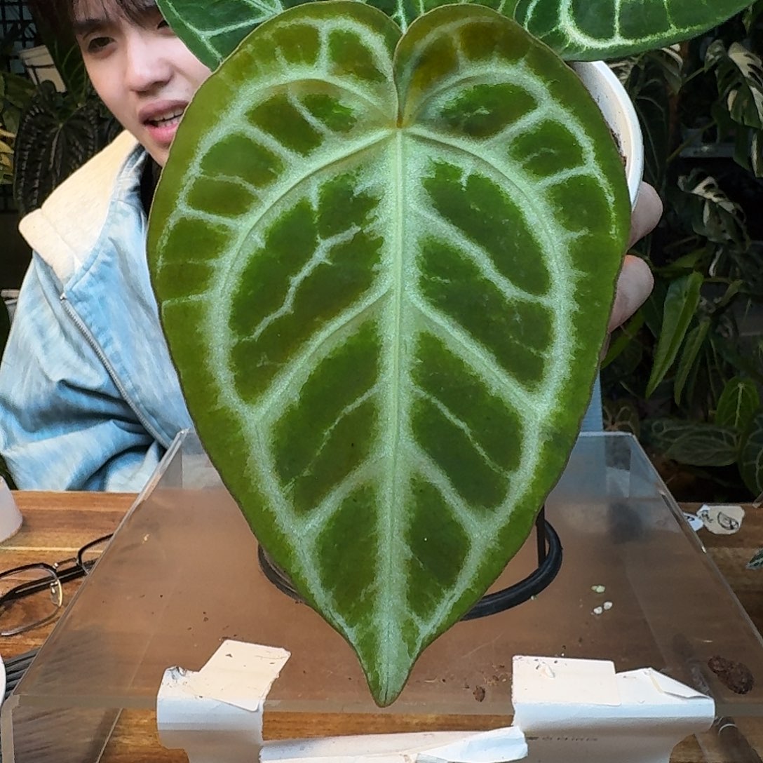 完全开放J148哪吒杂银色闪光