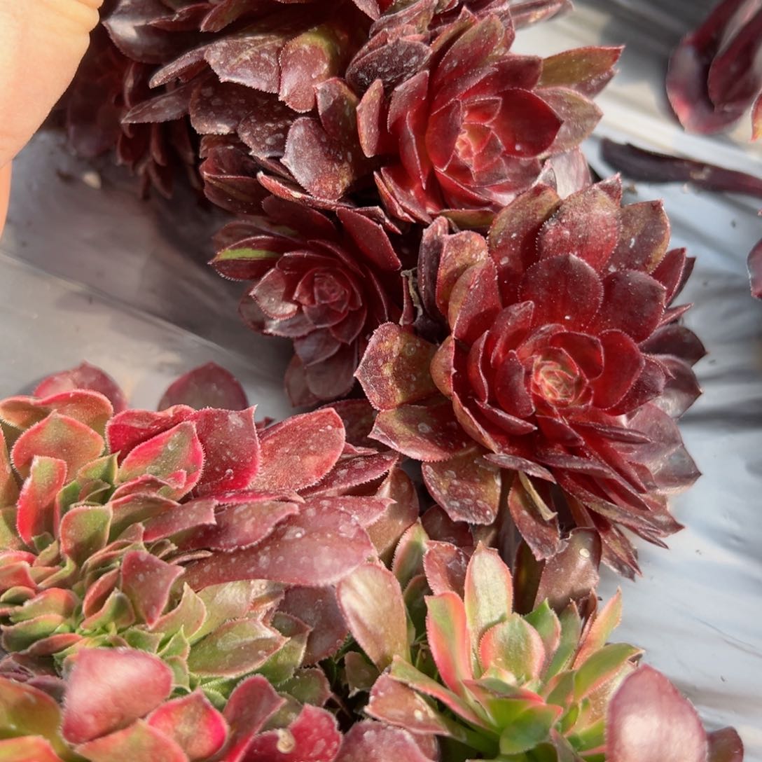 93 号多肉植物法师新号福利0