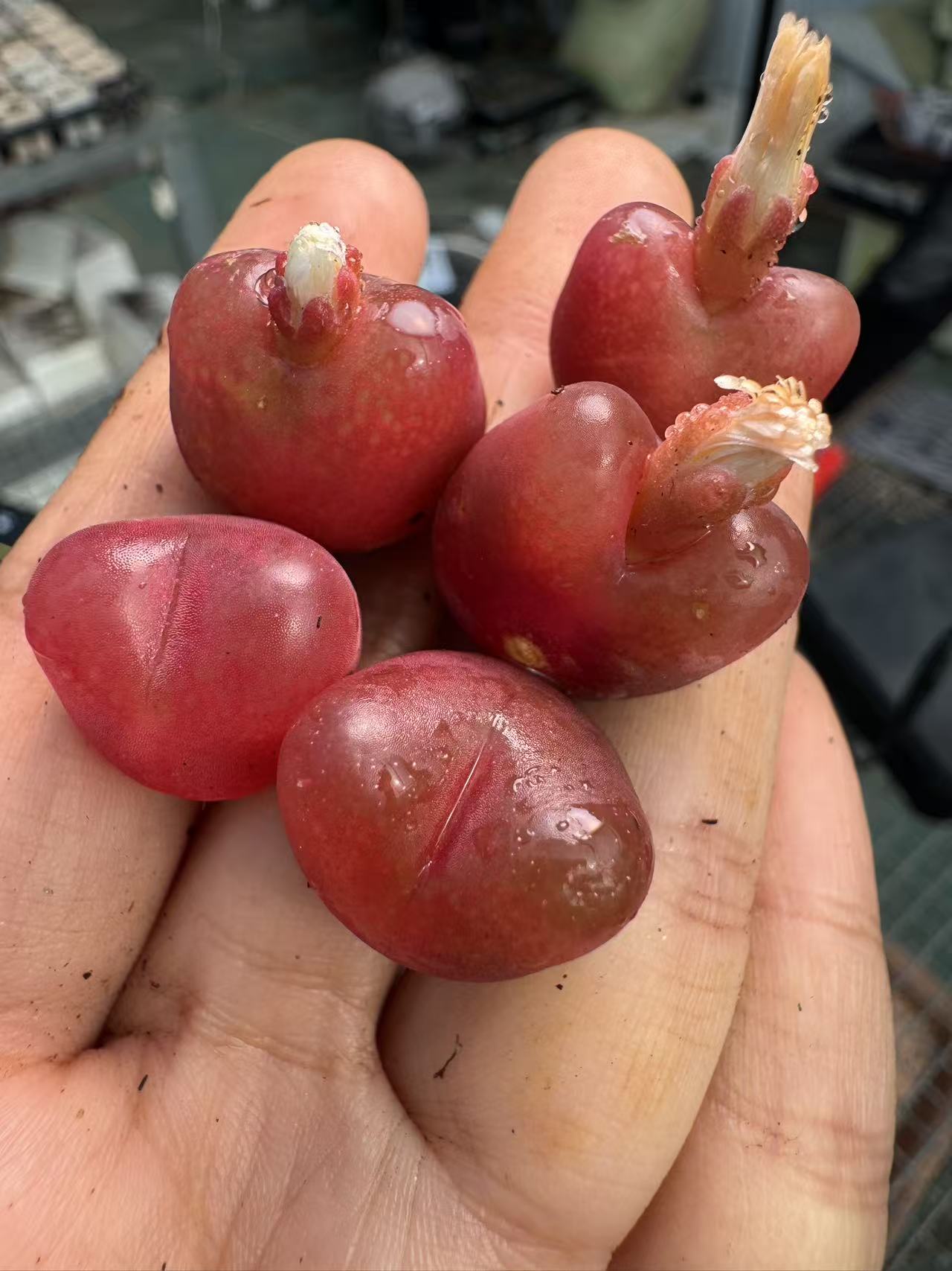 44多肉植物肉锥一颗