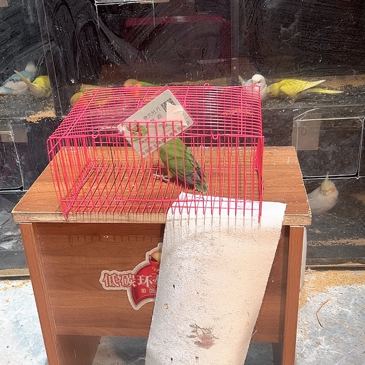 虎皮鹦鹉特色牡丹鹦鹉