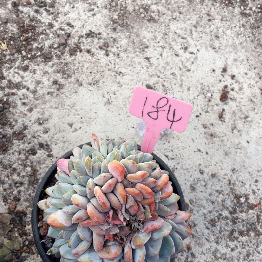 L***～星影朵朵缀星影184号