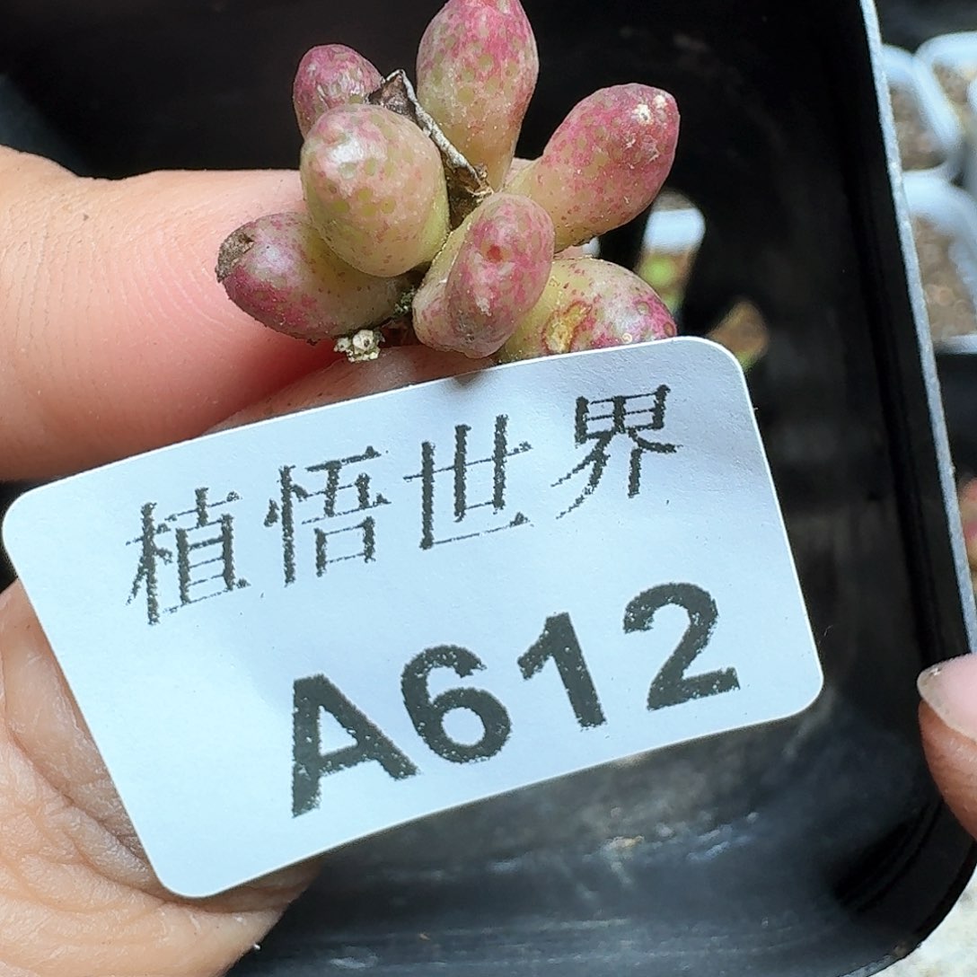 612号多肉植物为序